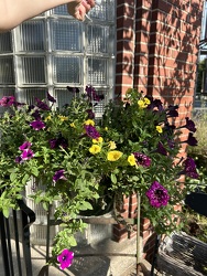 Assorted Hanging Basket from Susan's Florist in Louisville, KY