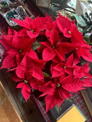 Poinsettia Plant from Susan's Florist in Louisville, KY